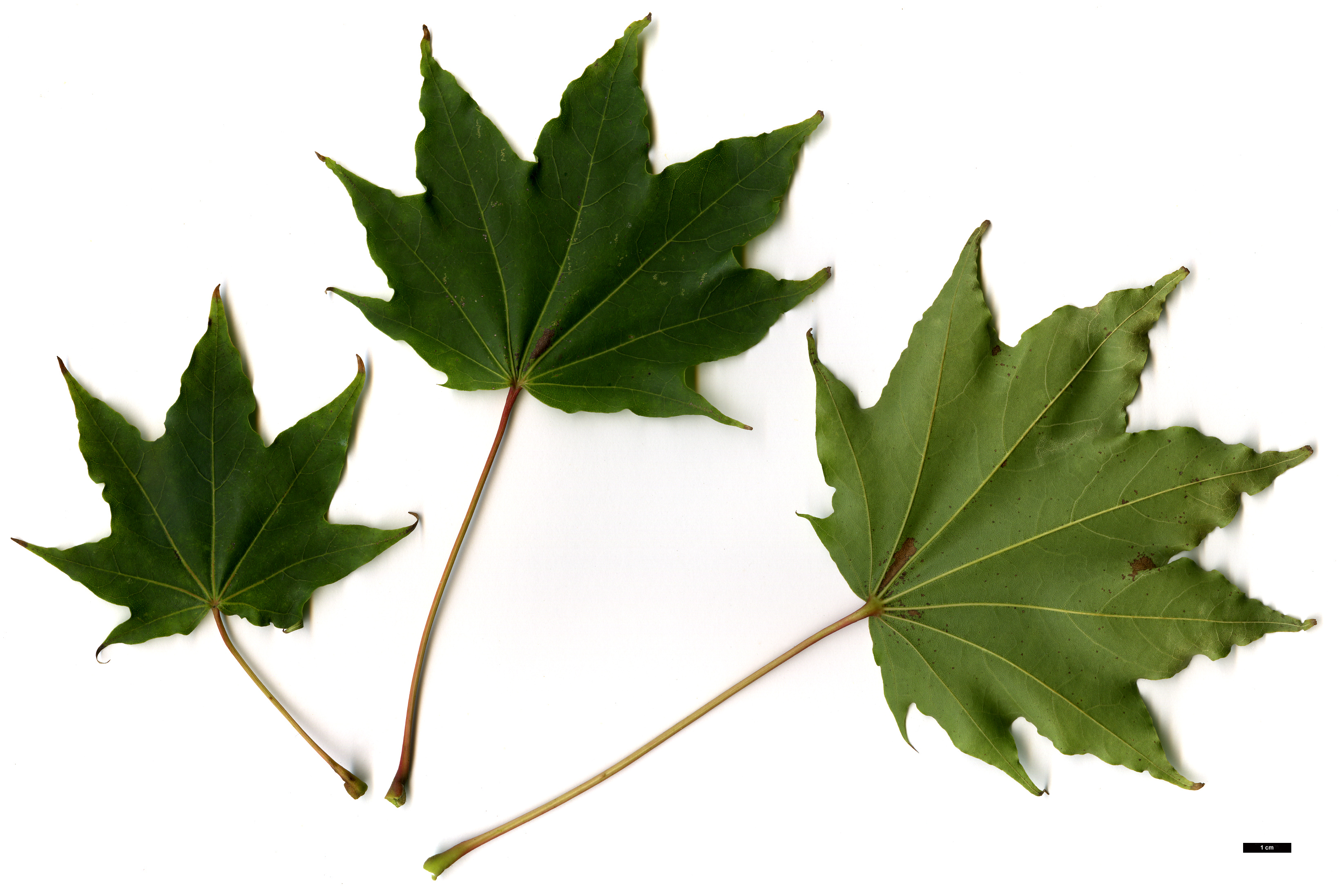 High resolution image: Family: Sapindaceae - Genus: Acer - Taxon: pictum - SpeciesSub: subsp. okamotoanum High resolution image: Family: Sapindaceae - Genus: Acer - Taxon: pictum - SpeciesSub: subsp. okamotoanum